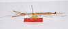 CollectionObject 1561339; 9f541739-ec3a-45ec-911c-0591fdbc6d92: copyright ZMHB, Berlin. male, lateral view (holotype). (CollectionObject).