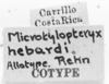 CollectionObject 1525554; 67fe3c8a-95fd-4ece-a3cc-2b0cb49c60ed: labels (allotype). (CollectionObject).