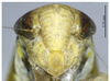 Head on Connectivus bifidus Xing & Li, 2012: (Observation).