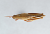 CollectionObject 2869226; ff78774b-0306-4539-b76d-96b120c37971, CNCI 1013435: Aptenopedes sphenarioides. (CollectionObject).