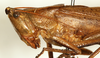 male, lateral view (syntype). Depicts CollectionObject 1531673; 9159f801-5437-449e-9f7a-e2cef92eb339, a CollectionObject.