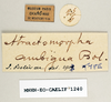 CollectionObject 1540634; 36f7c1bd-3f4b-45fe-a1bd-d3801acc3bea: labels (holotype of Atractomorpha ambigua). (CollectionObject).