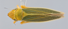 Habitus, dorsal view: (Observation).