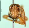 CollectionObject 1501641; 4163fa9f-720f-4d50-8226-ab3f4dae69fe: male, frontal view (syntype). (CollectionObject).