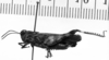 CollectionObject 1567135; 975657b2-1b24-4b73-ba76-16c34615ce1a: Image Carbonell, C.S. male, lateral view. (CollectionObject).