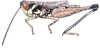 Rhammatocerus salinus (Bruner, 1905): male habitus. (Otu).