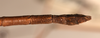 CollectionObject 1559963; 5403bf9f-7eb5-4fc7-89cb-4994d6299192: copyright OUMNH. male: end of abdomen, dorsal view of synonym Lonchodes steira (holotype). (CollectionObject).