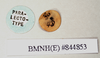 CollectionObject 1562029; eca50ffd-5ecd-4700-bb73-81f80c633884: copyright Natural History Museum, London. female, data labels [round label reversed] of Necroscia sipylus (paralectotype). (CollectionObject).