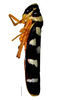 Habitus, lateral view on Cardioscarta albigutta (Walker, 1851): Specimen from Parque Nacional do Itatiaia, Southeastern Brazil, by C. M. F. Silva 2014. (Observation).