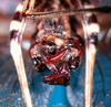 CollectionObject 1500251; d0cceb85-0478-496c-adf5-f295de71aa97: male abdominal apex (syntype). (CollectionObject).
