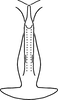 Aedeagus, ventral view on Erythridula scytha (Auten & Johnson, 1936): Aedeagus, ventral view. (Observation).