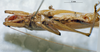 CollectionObject 1539579; 17f7c69e-beb2-4732-9290-02afcd267b23: male, ventral view (holotype). (CollectionObject).