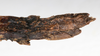 CollectionObject 1559087; NMW 216, 1d2ad33e-903b-4178-9a0a-f130a5b84d6b: copyright NMW, Vienna. female: end of abdomen, lateral view (syntype). (CollectionObject).