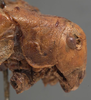 CollectionObject 1505751; f8ac06c3-2906-4697-8dd3-0c708f59f2ae: male head and pronotum, lateral view (holotype). (CollectionObject).