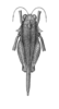 Andriana pyramidata Rehn, 1930: Plate 20, Fig. 7 (after type). female, dorsal view. (Otu).