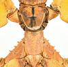 CollectionObject 1591399; 270adce3-a2d6-4189-9d34-ba6b6ce3ba6a: copyright IMQC Montreal. female thorax, dorsal view (holotype). (CollectionObject).