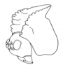 Cnemidophyllum (Peucestoides) stridulans (Hebard, 1927): Figure 11; pag. 208. left anterodorsolateral view of head and pronotum. (Otu).