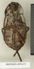 CollectionObject 1573179; 232167d8-b2ac-4ade-93ab-383d9b0dd23f: Copyright Natural History Museum, London. Non-type (adult female) in BM(NH). Ventral view. (CollectionObject).