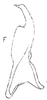 Stylus: !! display not done !! on Paratanus wygodzinskyi (Linnavuori, 1954): Stylus. (Observation).