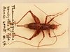 CollectionObject 2066839; 6749d43e-ad11-413b-b23e-0d7a709a8083, NHMUK015982376: female, dorsal view (syntype). (CollectionObject).
