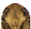 Head on Coarctana nigromedia Domahovski & Cavichioli, 2023: Male holotype [DZUP]: head, ventral view. (Observation).