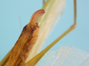CollectionObject 1542908; DEES MZLQ-I0092'', 3d7f5832-f314-4965-ac8d-c6e1f84ce2c3: female, apex of the abdomen, latero-ventral view (syntype of Ctenophorema balneare). (CollectionObject).