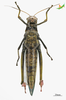 CollectionObject 2243552; eecd08df-efc6-4997-a4e6-edce724a586b, Unioeste Cascavel K-0592: Female, ventral view. (CollectionObject).