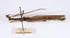 CollectionObject 1565267; e190b22c-154e-4800-b333-4256149f0ba8: Copyright ZMHB, Berlin. male, lateral view also showing data label (holotype). (CollectionObject).