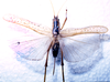 CollectionObject 1532827; 6f2e9492-333f-4825-9e4f-915c5674253c: female, dorsal view. (CollectionObject).