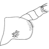 Pygofer, lateral view on Edwardsiana sariabensis Ahmed & Naheed, 1981: Pygofer, lateral view. (Observation).