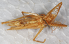 CollectionObject 1532390; NMW 25821, d93704f0-4f1b-473c-95b2-75fb89461e23: male, ventral view (neoallotype). (CollectionObject).