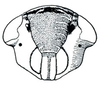 Head: !! display not done !! on Paramesus Fieber, 1866: Paramesus obtusifrons, face. (Observation).