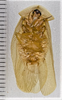 CollectionObject 1618740; d262f3a4-738d-4b2a-866e-c510ecad6289: (CollectionObject).