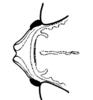 Maculiparia annulicornis (Stål, 1873): Fig. 56. female fastigium, dorsal view. (Otu).