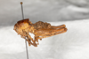 CollectionObject 1537339; 61d365f1-11bd-44b2-ab9d-920770231826: male, lateral view (syntype #2). (CollectionObject).