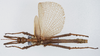 CollectionObject 1581502; 36692960-3023-44aa-88be-f5934594d937: copyright RMNH Leiden. male, dorsal view. (CollectionObject).