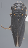 Habitus, dorsal view: Dorsal. (Observation).