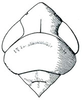Head on Calanana DeLong, 1945 now Calana DeLong, 1936: Calanana umbratica, head, pronotum, and mesonotum, dorsally. (Observation).