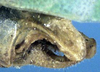 CollectionObject 1517390; ed189590-3c16-4b07-b17c-175543f02ed7: male abdomen tip (holotype). (CollectionObject).