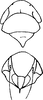 Head: !! display not done !! on Neoaliturus (Neoaliturus) fenestratus (Herrich-Schäffer, 1834): Head, pro-, and mesothorax. (Observation).