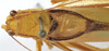 CollectionObject 1541673; c8520d7e-06b1-487d-8d4d-75c326ab3b23: male pronotum and stridulatory area, dorsal view (paratype of Catoptropteryx latipennis). (CollectionObject).