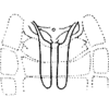 Abdomen, sternal apodemes, ventral view: !! display not done !! on Smyga distincta Dworakowska, 1995: Sternal apodemes. (Observation).