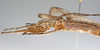 CollectionObject 1590151; b4bef1b9-2b4f-45c3-9e47-a7b544ef986c: copyright ZSMC, Munich. male: head & thorax, lateral view (holotype). (CollectionObject).