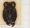 CollectionObject 1584014; 25924838-97b9-47f8-b60d-fac9cb2c9b4a, NHMUK019024467: male, frontal view (paratype). (CollectionObject).