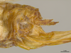 CollectionObject 1593151; 003ad2a8-3c48-4a30-b183-e9248a09415c: female, terminalia lateral view (paratype). (CollectionObject).