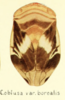 Habitus, dorsal view on Clastoptera borealis Ball, 1919 now Clastoptera obtusa (Say, 1825): (Observation).