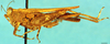 CollectionObject 1505145; a4b30ba0-fcaa-43c2-865f-ef24d6177f96, DORSA D028XF01: female, lateral view (paratype). (CollectionObject).