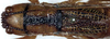 CollectionObject 1532957; 65a239ff-d418-49e0-a07c-4e7be6069372: female head and pronotum, dorsal view (paratype). (CollectionObject).