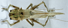 CollectionObject 1536184; NMBA 3225451, 660595b2-f074-4ecf-bedb-e1fe1caf1211: male, dorsal view. (CollectionObject).