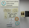 CollectionObject 1593478; c802a530-2b35-47dc-b8bc-4c4da9fbe744: Aspilocoryphus fraternus. Syntype. (BMNH) - (CC BY-NC 4.0) Photo by Stuart Cole, reproduced with permission from the Natural History Museum, London, UK. (CollectionObject).;CollectionObject 1593479; f2741ba1-be0e-4043-9c07-f758eccc1f81: Aspilocoryphus fraternus. Syntype. (BMNH) - (CC BY-NC 4.0) Photo by Stuart Cole, reproduced with permission from the Natural History Museum, London, UK. (CollectionObject).